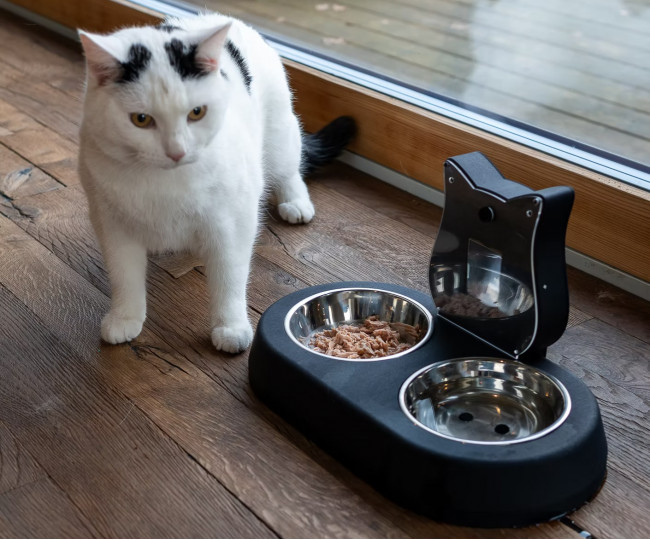 Станция оценки состояния кота: AI Tails